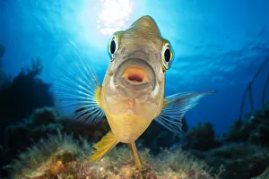 RF - A threespot damselfish (Stegastes planifrons) aggressively defending its algae RF - A threespot damselfish (Stegastes planifrons) aggressively defending its algae