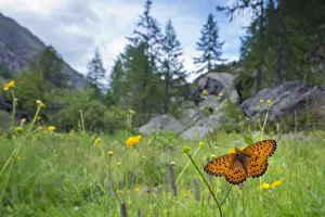 RF - Titanias fritillary butterfly (Boloria titania) in mountain alpine meadow habitat RF - Titanias fritillary butterfly (Boloria titania) in mountain alpine meadow habitat