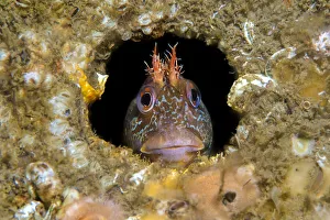 RF - Tompot blenny fish (Parablennius gattorugine) peering out from hole under Swanage RF - Tompot blenny fish (Parablennius gattorugine) peering out from hole under Swanage
