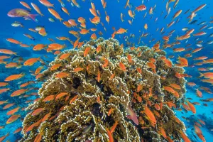 RF - A vibrant Red Sea coral reef scene, with orange female Scalefin anthias fish RF - A vibrant Red Sea coral reef scene, with orange female Scalefin anthias fish