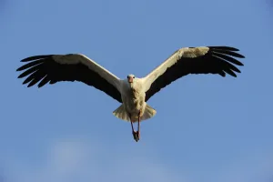 RF- White stork (Ciconia ciconia) in flight, La Serena, Extremadura, Spain. March RF- White stork (Ciconia ciconia) in flight, La Serena, Extremadura, Spain. March