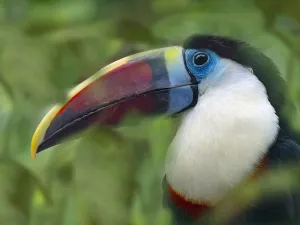 RF - White-throated toucan (Ramphastos tucanus) captive, occurs in South America RF - White-throated toucan (Ramphastos tucanus) captive, occurs in South America