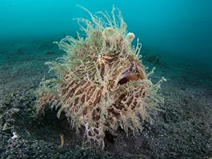 RF- Wide angle portrait of Hairy frogfish (Antennarius striatus) waiting to ambush RF- Wide angle portrait of Hairy frogfish (Antennarius striatus) waiting to ambush