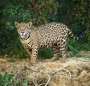 RF- Wild male Jaguar (Panthera onca palustris) along the bank of the Cuiaba River RF- Wild male Jaguar (Panthera onca palustris) along the bank of the Cuiaba River