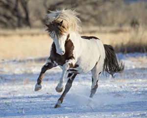RF - Wild pinto Mustang stallion running in snow, Black Hills Wild Horse Sanctuary RF - Wild pinto Mustang stallion running in snow, Black Hills Wild Horse Sanctuary