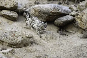 RF - Wild Snow leopard (Panthera uncia) stalking prey over broken rocky terrain. Ladakh Range RF - Wild Snow leopard (Panthera uncia) stalking prey over broken rocky terrain. Ladakh Range