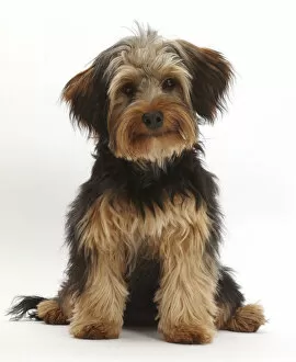 RF- Yorkipoo dog, Yorkshire terrier cross Poodle, Oscar, age 6 months