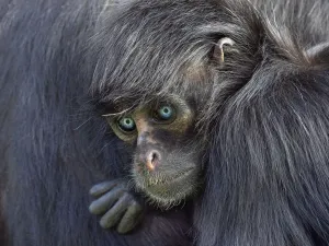 RF - Young Black headed spider monkey (Ateles fusciceps) with blue eyes, captive RF - Young Black headed spider monkey (Ateles fusciceps) with blue eyes, captive