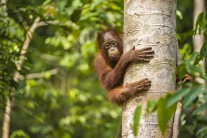 RF - Young Bornean orangutan (Pongo pygmaeus) in tree. Tanjung Puting National Park RF - Young Bornean orangutan (Pongo pygmaeus) in tree. Tanjung Puting National Park