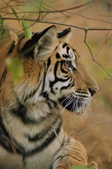 Images Dated 8th May 2003: RF- Young male Bengal tiger, head portrait in profile (Panthera tigris tigris)