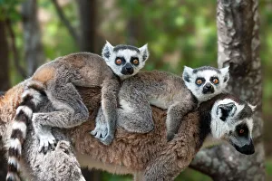 RF- Young Ring-tailed lemurs (Lemur catta) carried on mothers back, Madagascar RF- Young Ring-tailed lemurs (Lemur catta) carried on mothers back, Madagascar