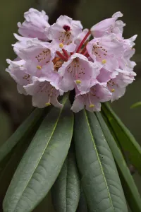 Images Dated 17th April 2015: Rhododendron (Rhododendron sp) in flower, Tangjiahe National Nature Reserve, Qingchuan County