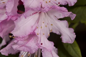 Rhododendron (Rhododendron sp) flower, anthers and red stigma visible. Garden in Surrey Rhododendron (Rhododendron sp) flower, anthers and red stigma visible. Garden in Surrey