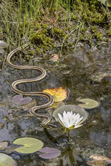 Ribbon snake (Thamnophis saurita) gliding over water surface towards a Fragrant water lily (Nymphaea odorata) Ribbon snake (Thamnophis saurita) gliding over water surface towards a Fragrant water lily (Nymphaea odorata)