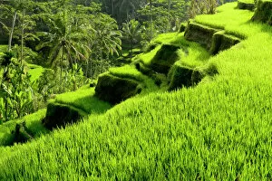 Verdant Gallery: Rice (Oryza sativa) terraces. Jatiluwih Green Land, Bali, Indonesia. 2015