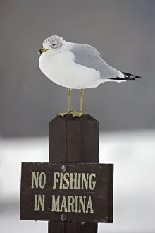 Ring-billed Gull (Larus delawarensis) perched on a No Fishing sign, New York Ring-billed Gull (Larus delawarensis) perched on a No Fishing sign, New York