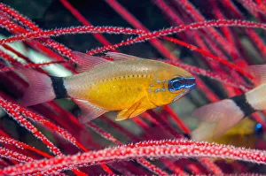 Ring-tailed Cardinalfish (Apogon aureus) West Papua, Indonesia Ring-tailed Cardinalfish (Apogon aureus) West Papua, Indonesia