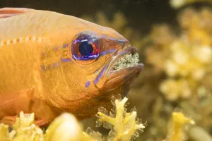 Ring-tailed cardinalfish (Ostorhinchus aureus), male protecting Ring-tailed cardinalfish (Ostorhinchus aureus), male protecting