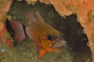 Ring-tailed / Golden cardinalfish (Ostorhinchus aureus) male incubating its eggs in its Ring-tailed / Golden cardinalfish (Ostorhinchus aureus) male incubating its eggs in its