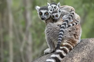 Images Dated 27th October 2014: Ring-tailed lemur (Lemur catta) female carrying two babies. Anjaha Community Conservation Site
