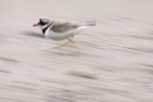 Ringed plover (Charadrius hiaticulus) running, South east Ireland, June 2009 Ringed plover (Charadrius hiaticulus) running, South east Ireland, June 2009