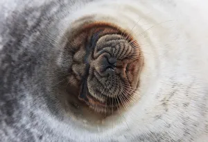 Ringed seal (Pusa hispida) close-up of face, Spitsbergen, Svalbard, Norway, March Ringed seal (Pusa hispida) close-up of face, Spitsbergen, Svalbard, Norway, March