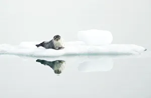 Ringed seal (Pusa hispida) resting on ice, reflected in water. Svalbard, Norway. July Ringed seal (Pusa hispida) resting on ice, reflected in water. Svalbard, Norway. July