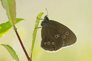 Ringlet butterfly (Aphantopus hyperanthus) with wings closed, Somerset Levels, UK, July Ringlet butterfly (Aphantopus hyperanthus) with wings closed, Somerset Levels, UK, July