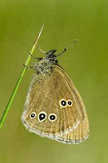 Ringlet butterfly (Aphantopus hyperantus) roosting in early morning sun, Hertfordshire Ringlet butterfly (Aphantopus hyperantus) roosting in early morning sun, Hertfordshire
