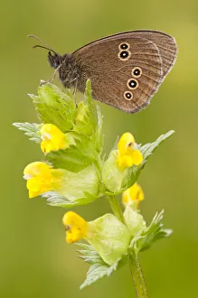 Ringlet butterfly {Aphantopus hyperantus} resting on yellow rattle flowers, Denmark Farm Ringlet butterfly {Aphantopus hyperantus} resting on yellow rattle flowers, Denmark Farm