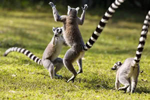 Ringtailed Lemurs playing (Lemur catta) Nahampoana Reserve, South Madagascar, Africa Ringtailed Lemurs playing (Lemur catta) Nahampoana Reserve, South Madagascar, Africa