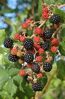Images Dated 30th May 2007: Ripening blackberries on Bramble bush (Rubus plicatus) Somerset, UK