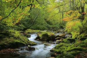 River and beech woodland (Fagus sylvatica) Muniellos National Park, Asturias, Spain River and beech woodland (Fagus sylvatica) Muniellos National Park, Asturias, Spain