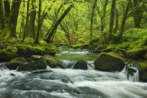 River Fowey flowing through Beech (Fagus sylvatica) woodland, Golitha Falls, Bodmin Moor River Fowey flowing through Beech (Fagus sylvatica) woodland, Golitha Falls, Bodmin Moor