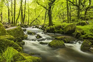 The River Fowey at Golitha Falls surrounded by forest in fresh spring foliage. Cornwall, UK. May