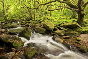 River Plym flowing fast through Dewerstone Wood, Shaugh Prior, Dartmoor National Park River Plym flowing fast through Dewerstone Wood, Shaugh Prior, Dartmoor National Park