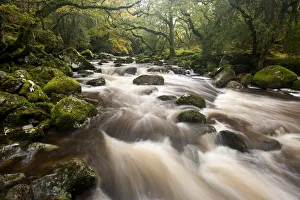 River Plym flowing fast through Dewerstone Wood, Shaugh Prior, Dartmoor National Park River Plym flowing fast through Dewerstone Wood, Shaugh Prior, Dartmoor National Park