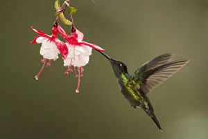 Apodiformes Gallery: Rivolis hummingbird (Eugenes fulgens) nectaring on Fuchsia (Fuchsia sp) flower