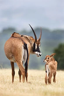 Images Dated 19th March 2010: Roan antelope (Hippotragus equinus) with young offspring, Mlilwane nature reserve