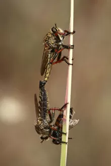 Robber flies (Asilidae) mating, one with insect prey, The Peloponnese, Greece, May 2009