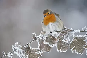 Erithacus Rubecula Gallery: Robin (Erithacus rubecula) adult perched in winter with feather fluffed up, Scotland