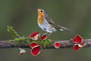 Pezizales Gallery: Robin (Erithacus rubecula) on branch with Scarlet elfcup fungus (Sarcoscypha coccinea) spring