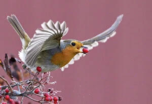 Muscicapidae Gallery: Robin (Erithacus rubecula) carrying a red berry in its beak as it takes off, Parainen Uto