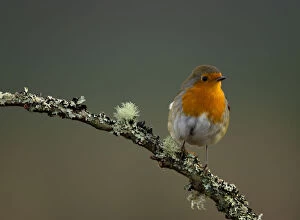 European Robin Gallery: Robin (Erithacus rubecula) perched on a branch, Worcestershire, UK. January