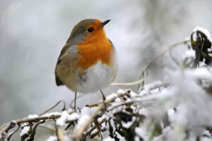Images Dated 2nd February 2009: Robin (Erithacus rubecula) perched on branch in snow, Broxwater, Cornwall, UK