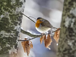 Muscicapidae Gallery: Robin (Erithacus rubecula) perching on an icy branch, Bavaria, Germany, Europe. January
