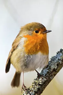 Songbird Gallery: Robin (Erithacus rubecula) at RSPB Leighton Moss Bird Reserve, Silverdale, Lancashire, England, UK