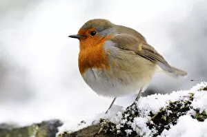 Images Dated 2nd February 2009: Robin (Erithacus rubecula) in snow, Broxwater, Cornwall, UK