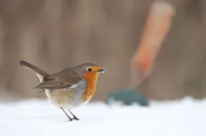 Robin (Erithacus rubecula) in snowy garden, with garden trowel in the background. Nr Bradworthy Robin (Erithacus rubecula) in snowy garden, with garden trowel in the background. Nr Bradworthy
