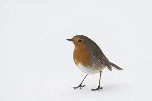 European Robin Gallery: Robin (Erithacus rubecula) Standing in snow, Hertfordshire, ENgland, UK, March